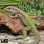 ug_Adult_Green_Ameiva_4.jpg