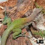 ug_Adult_Green_Ameiva_3.jpg