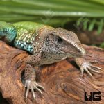 ug_Adult_Green_Ameiva_2.jpg