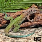 ug_Adult_Green_Ameiva_1.jpg