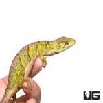 ug_monkey_anole_2.jpg