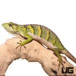 ug_monkey_anole_3.jpg