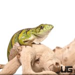 ug_monkey_anole_1.jpg