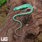 ug_Baby_Green_Keeled_Bellied_Lizard_1.jpg