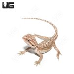 ug_baby_dunner_bearded_dragon_3.jpg