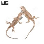 ug_baby_dunner_bearded_dragon_1.jpg