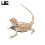 ug_baby_citrus_bearded_dragon_3.jpg