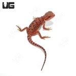 ug_baby_inferno_bearded_dragon_4.jpg