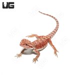 ug_baby_inferno_bearded_dragon_3.jpg