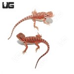 ug_baby_inferno_bearded_dragon_2.jpg