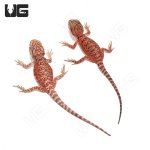 ug_baby_inferno_bearded_dragon_1.jpg