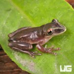 ug_Shovel_Nose_Tree_Frog_5.jpg