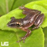 ug_Shovel_Nose_Tree_Frog_4.jpg