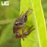 ug_Shovel_Nose_Tree_Frog_3.jpg