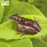 ug_Shovel_Nose_Tree_Frog_2.jpg