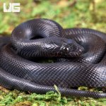 ug_Baby_African_Black_House_Snake_5.jpg