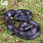 ug_Baby_African_Black_House_Snake_4.jpg