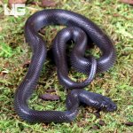 ug_Baby_African_Black_House_Snake_3.jpg