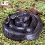 ug_Baby_African_Black_House_Snake_2.jpg
