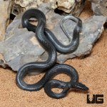 ug_African_Black_House_Snake_3.jpg