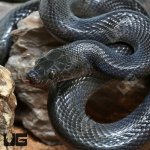 ug_African_Black_House_Snake_4.jpg