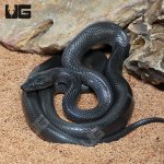 ug_African_Black_House_Snake_1.jpg