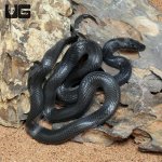 ug_African_Black_House_Snake_2.jpg