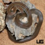 ug_African_Brown_House_Snake_1.jpg