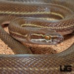 ug_African_Brown_House_Snake_2.jpg