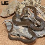 ug_African_Brown_House_Snake_3.jpg