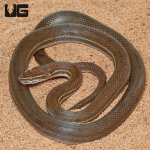 ug_African_Brown_House_Snake_4.jpg
