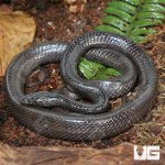 ug_Wolf_Snake_4.jpg