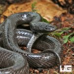 ug_Wolf_Snake_3.jpg