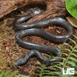 ug_Wolf_Snake_2.jpg