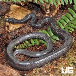ug_Wolf_Snake_1.jpg