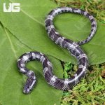 ug_baby_wolf_snake_4.jpg