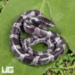ug_Baby_Wolf_Snake_3.jpg