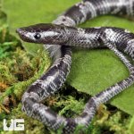 ug_Baby_Wolf_Snake_2.jpg