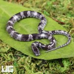 ug_Baby_Wolf_Snake_1.jpg