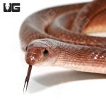 ug_red_beaked_snake_1.jpg