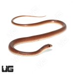 ug_yearling_red_beak_snake_4.jpg