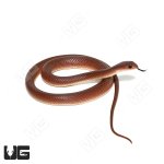 ug_yearling_red_beak_snake_3.jpg