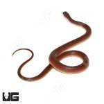 ug_yearling_red_beak_snake_2.jpg