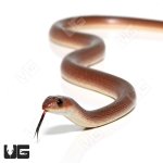 ug_yearling_red_beak_snake_1.jpg