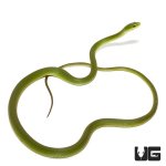 ug_new_rough_green_snake_4.jpg