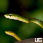 ug_new_rough_green_snake_2.jpg
