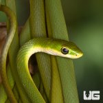 ug_new_rough_green_snake_1.jpg