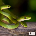 ug_new_rough_green_snake_3.jpg