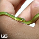 ug_new_baby_rough_green_snake_4.jpg