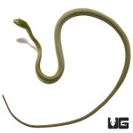 ug_new_baby_rough_green_snake_2.jpg